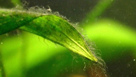 Green algae in an aquarium: causes, methods of control and prevention