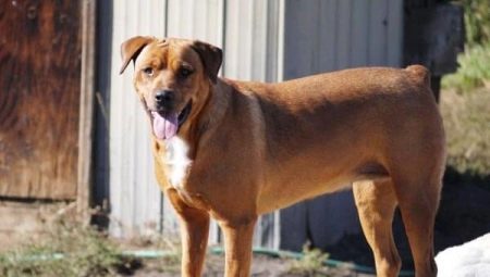 جولدن روتويلر: الوصف والرعاية