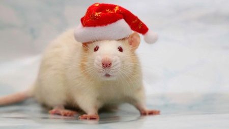 1960 - the year of which animal and what is characteristic of it?