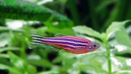 Danio rerio: description and maintenance of fish