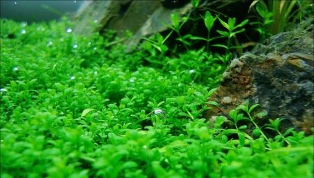 Hemianthus cube: description and contents in the aquarium