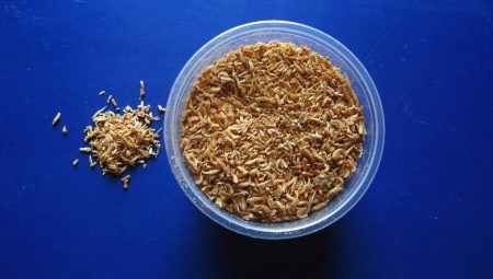 Food for aquarium fish: varieties and choices