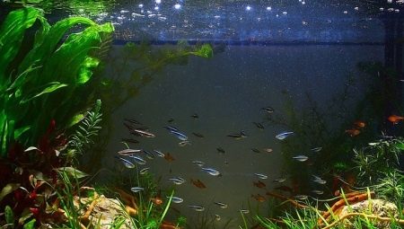 Restarting the aquarium: how to replace the water correctly?