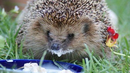 What do hedgehogs eat and how to feed them?