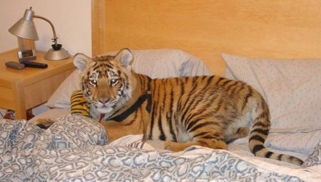 Wild Pets: Pros, Cons, and Features