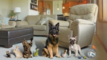 Pets: features and a list of the best