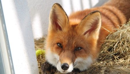 Domestic fox: how many years live, what to feed and how to keep?