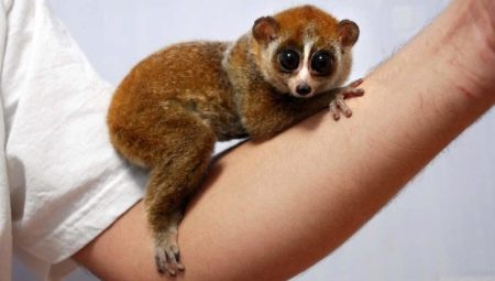 Exotic pets: list of pets and secrets of their keeping