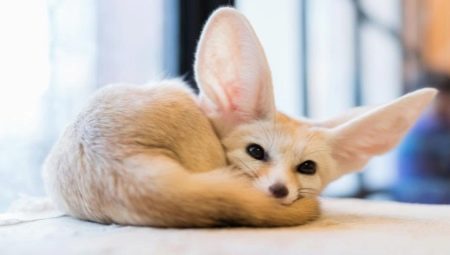 Fenech - all about unusual domestic foxes
