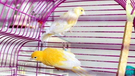 How to distinguish a kenar from a canary?