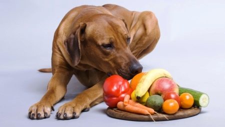 Can dogs be given bananas and how to do it?