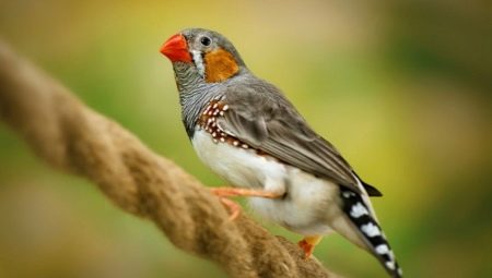 Basic rules for keeping amadins