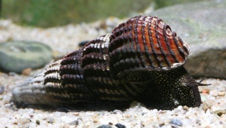 Features of the content of tylomelania snail