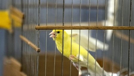 How many years canaries live and what does it depend on?