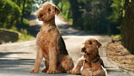 All about terriers