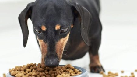 How to choose food for dogs with sensitive digestion?