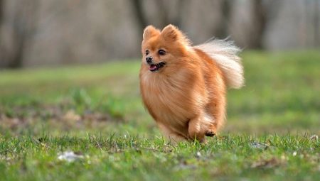 German Spitz: description and content recommendations
