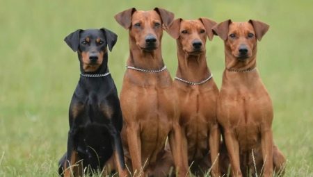 พินเชอร์: ลักษณะประเภทการเลือกและการดูแลรักษา