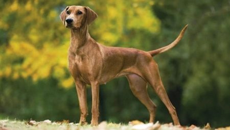 All About German Pinschers