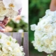 Bridal bouquet of orchids: options and ideas for combining with other flowers