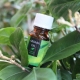 Tea tree oil for the face: the benefits, harms and subtleties of use