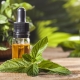 Peppermint oil: properties and application