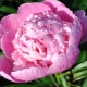 Peonies: what do they symbolize and how to arrange them in feng shui?