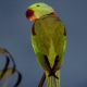 Alexandria parrot: description, content and breeding