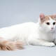 Anatolian cats: description of the breed, features of the content