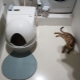 Automatic toilets for cats: features, selection and rating of models