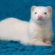 White Ferrets: Description and Care Tips