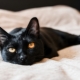 Bombay cats: characteristics, choice, rules of care