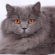 British longhair cat: description, conditions of feeding and feeding habits
