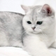 British Shorthair cats: breed features, color variations and keeping rules