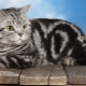 British tabby cats: varieties and contents