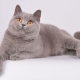 British lilac cats and cats: description and list of nicknames