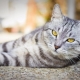 British tabby cats: what they look like, how to contain and name?