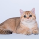 British Golden Cats: Color Features and Description of the Breed