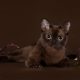 Burmese cat character