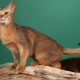 Ceylon cats: description of the breed and features of the content