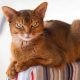 What and how to feed Abyssinian cats and cats?
