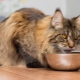 What and how to feed Maine Coons?