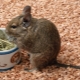 How to feed degu?