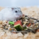 How to feed a Dzungarian hamster?