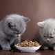How to feed British kittens?