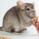 How to feed chinchillas?