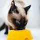 How to feed Siamese cats?