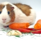 How can I feed a guinea pig?