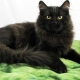 Black Siberian cat: description of the breed and color features