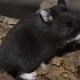 Black hamsters: breeds and their features